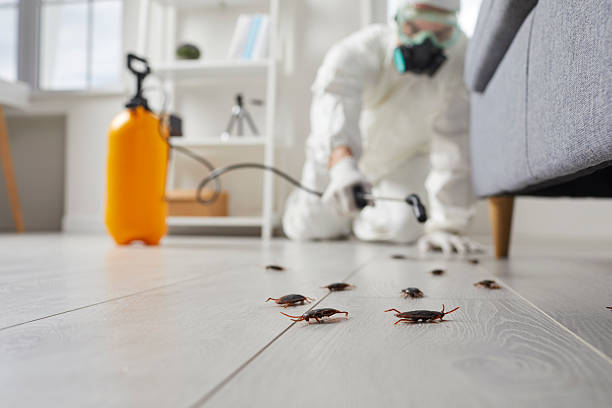 Commercial Kitchen Cockroach Control in McGraw